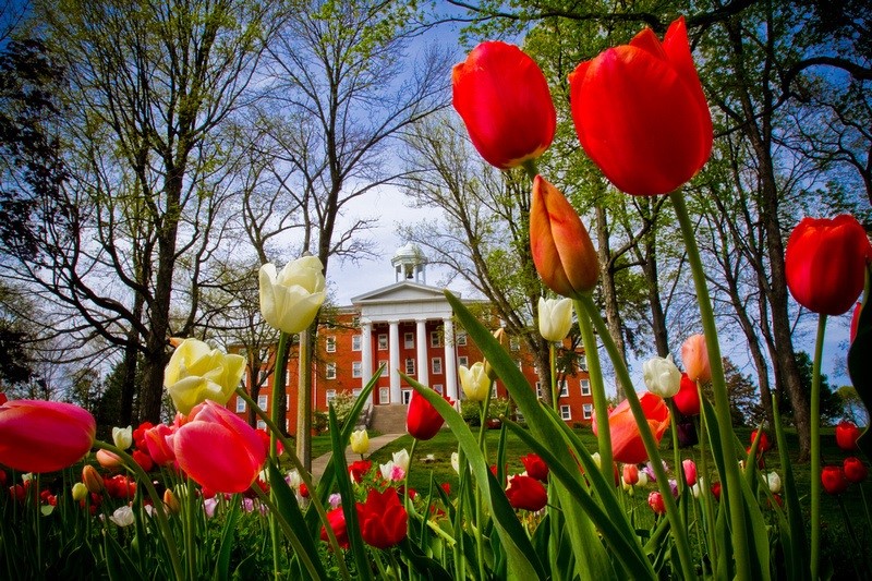 Tulips in front of Myers