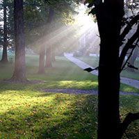 Rays of Light Through the Trees