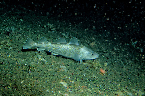 Alaskan Cod