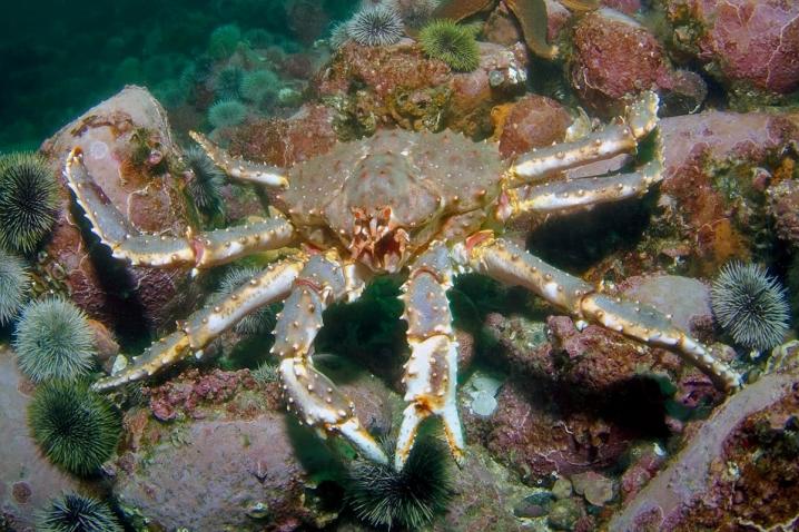 King Crab