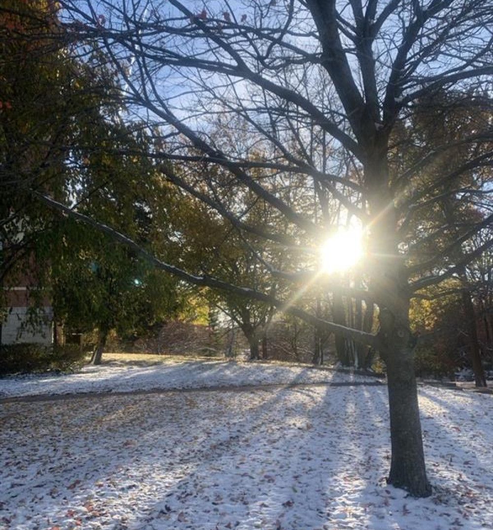 Sun shining through trees