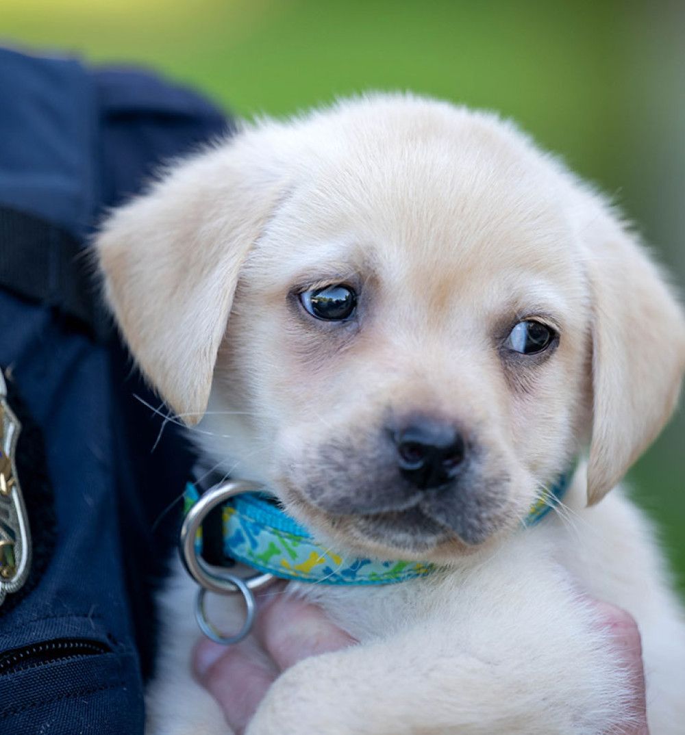 Wittenberg Puppy Training