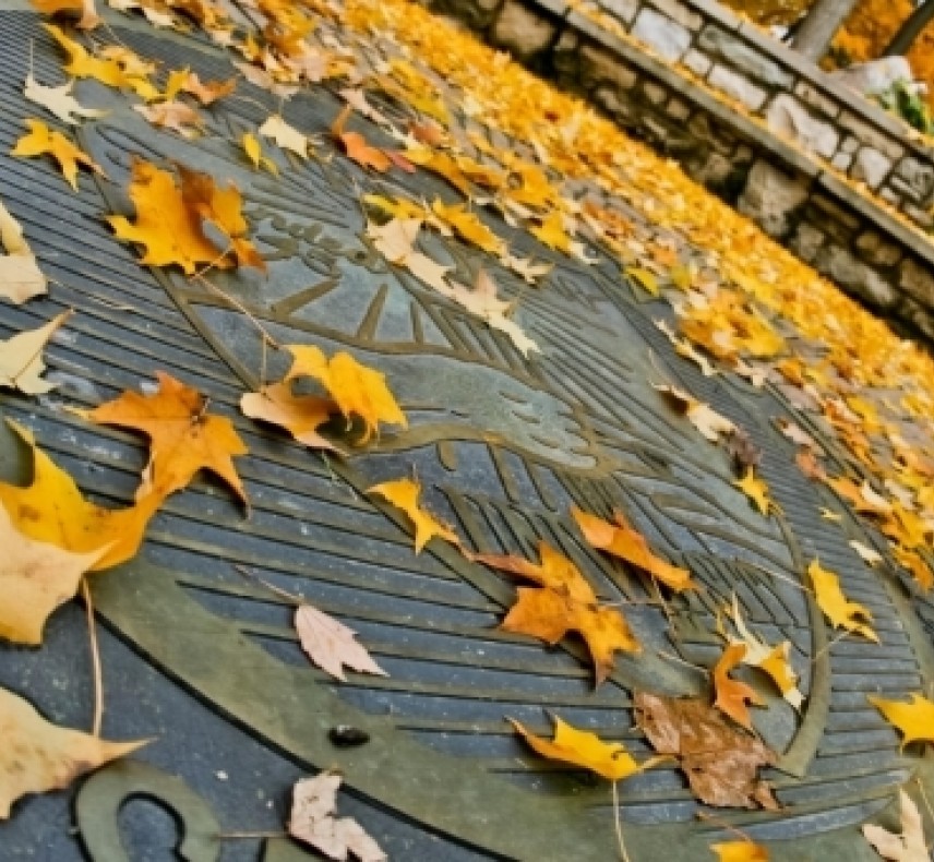 The Wittenberg Seal covered in yellow leaves