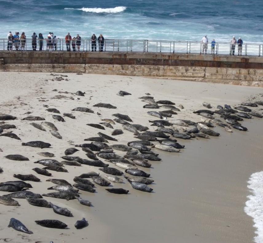 Harbor Seals