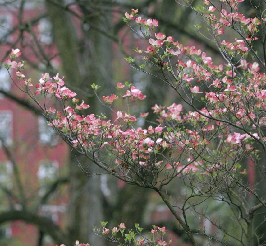 Wittenberg Spring flowers