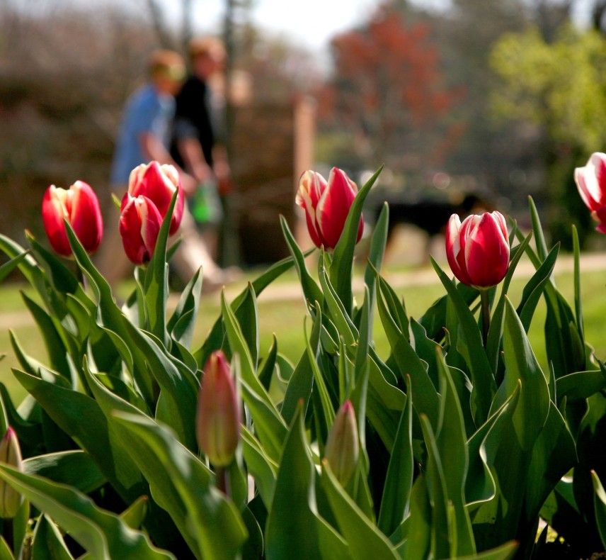 Tulips at Witt