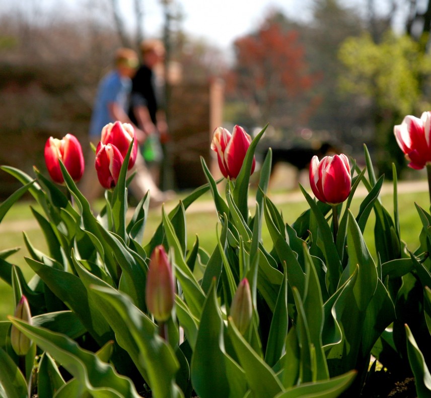 Springtime Tulips 