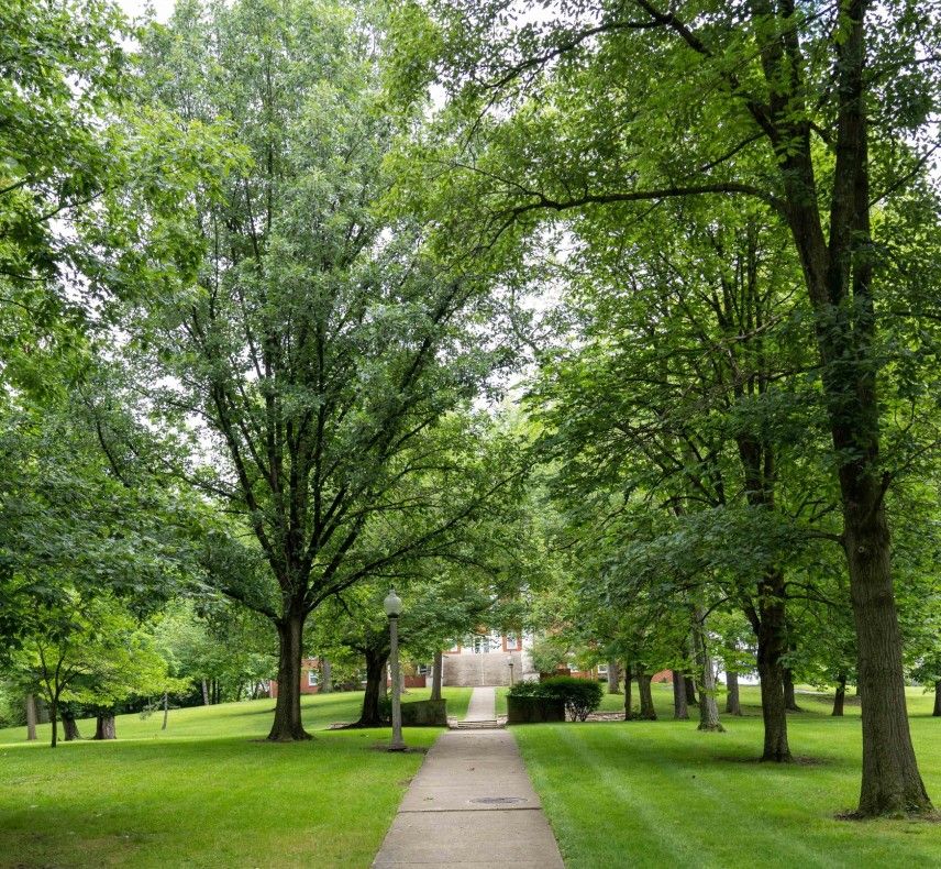 Trees at Wittenberg
