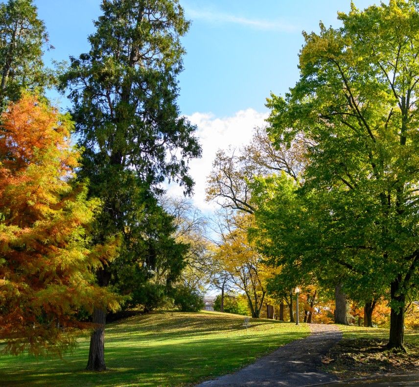 Trees in Hollow