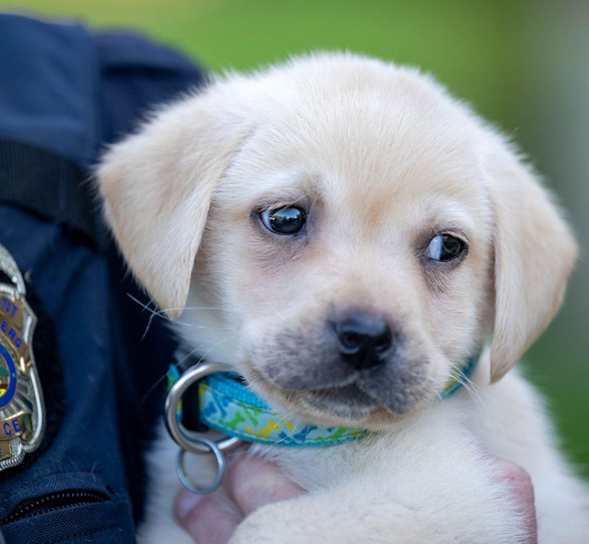 Wittenberg Puppy Training