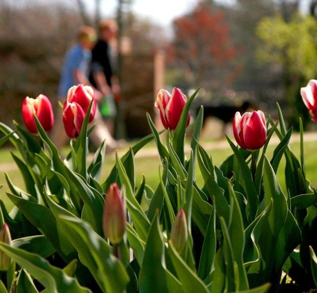 Tulips at Witt