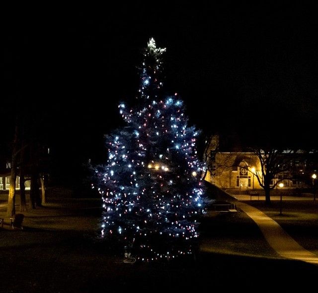 Christmas Tree at Night