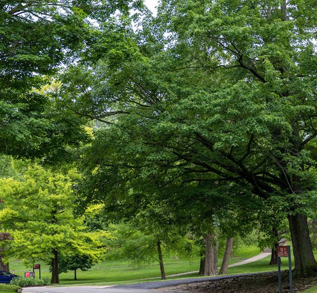 Wittenberg University Trees