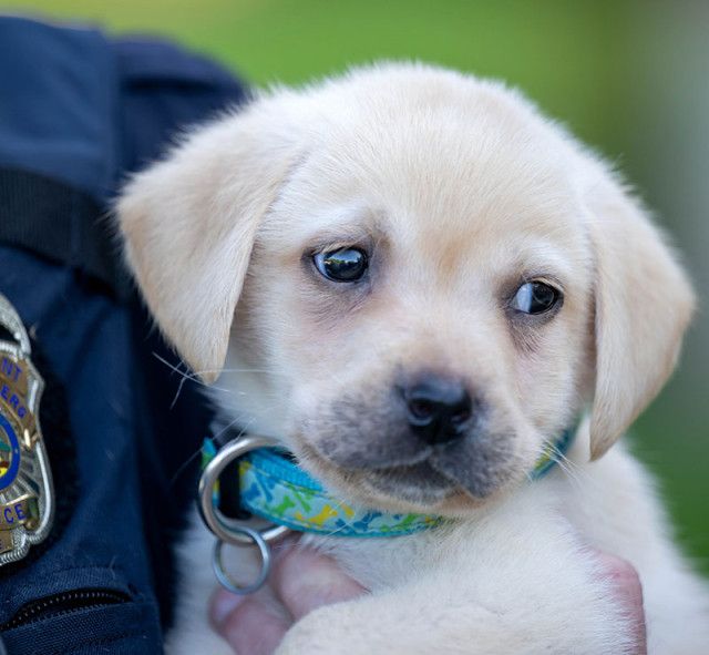 Wittenberg Puppy Training