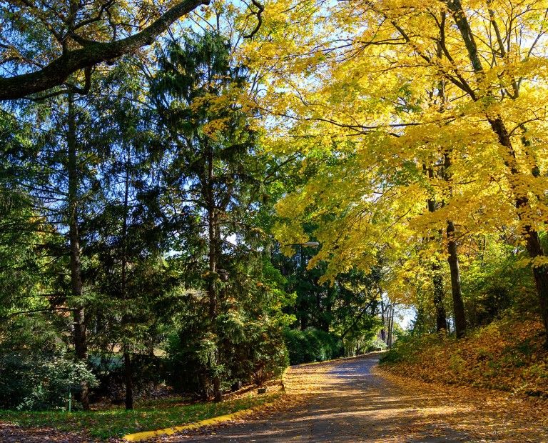Fall Leaves On Campus