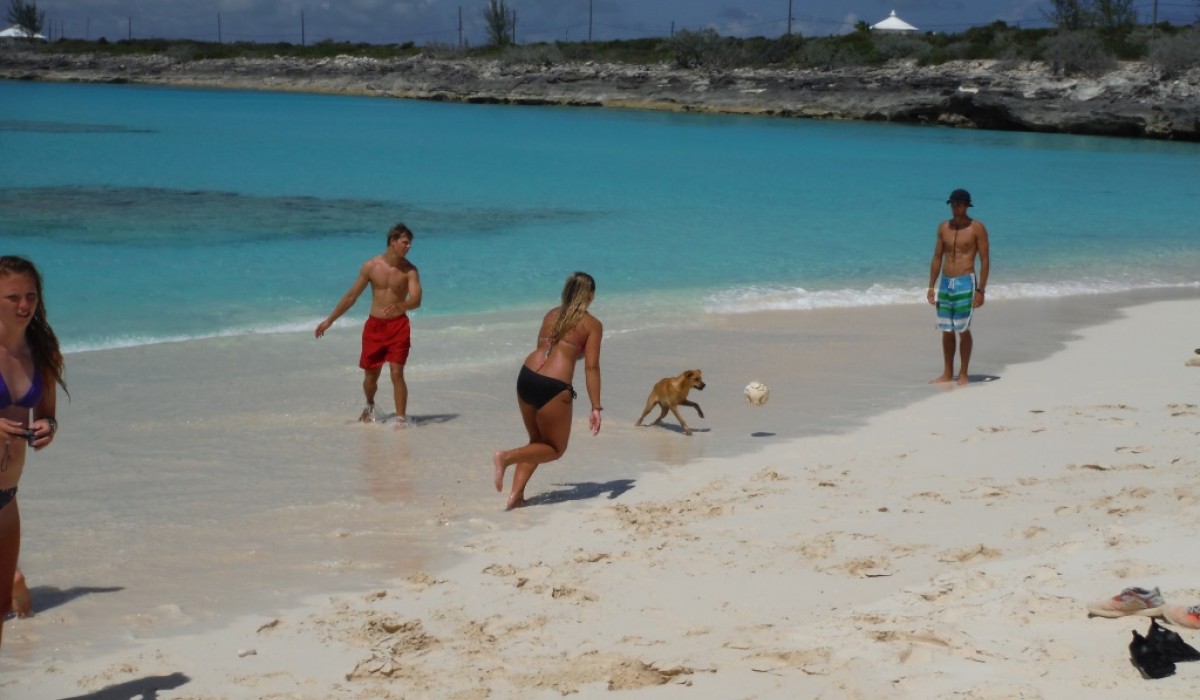 Dog Soccer