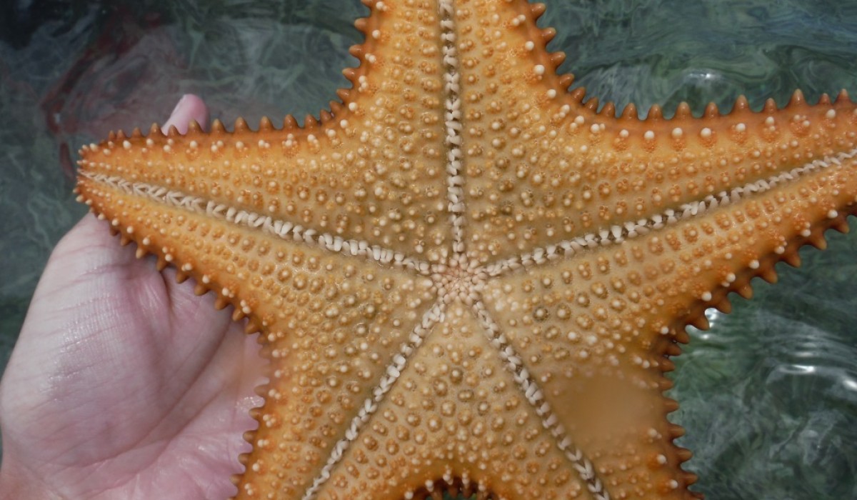 Cushion Star