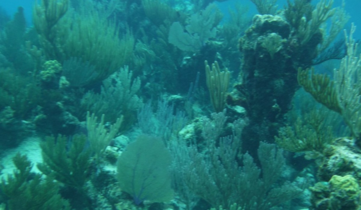 Reef