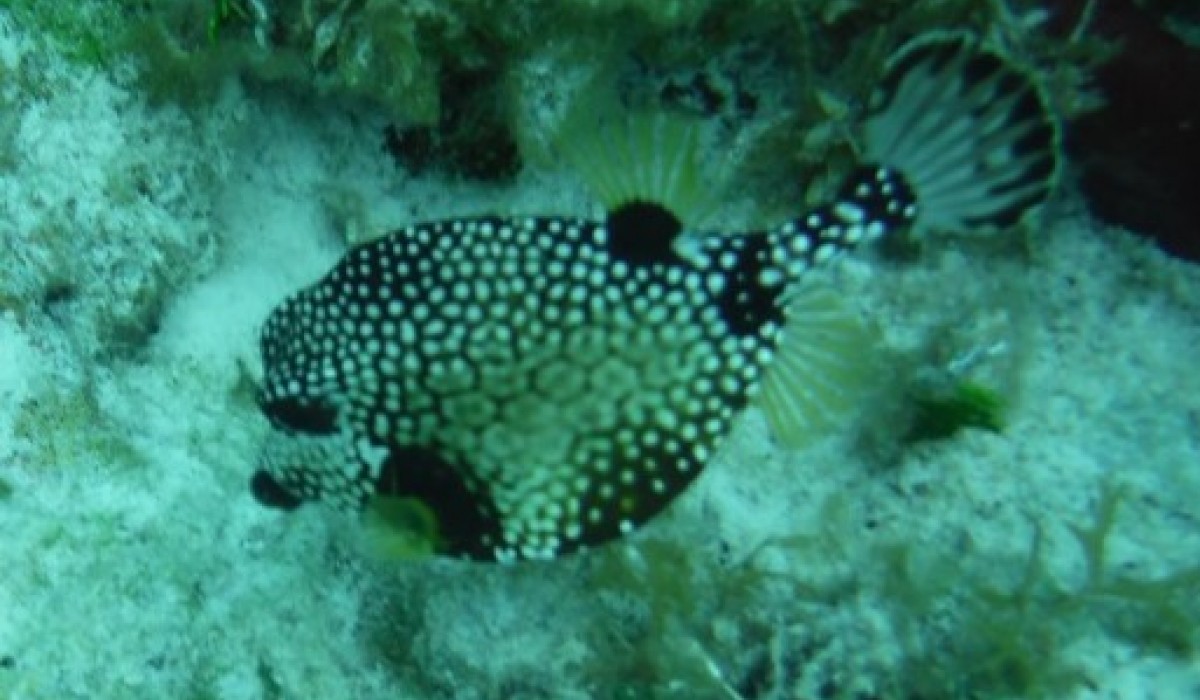 Trunkfish