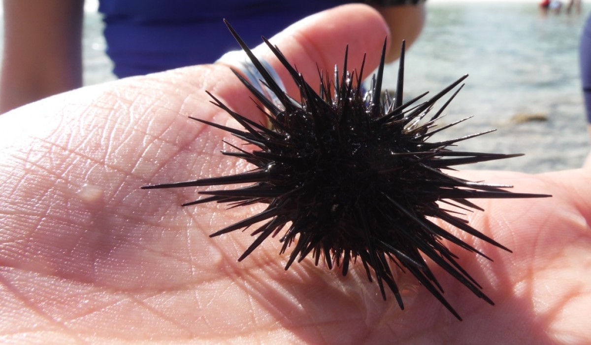 Urchin 