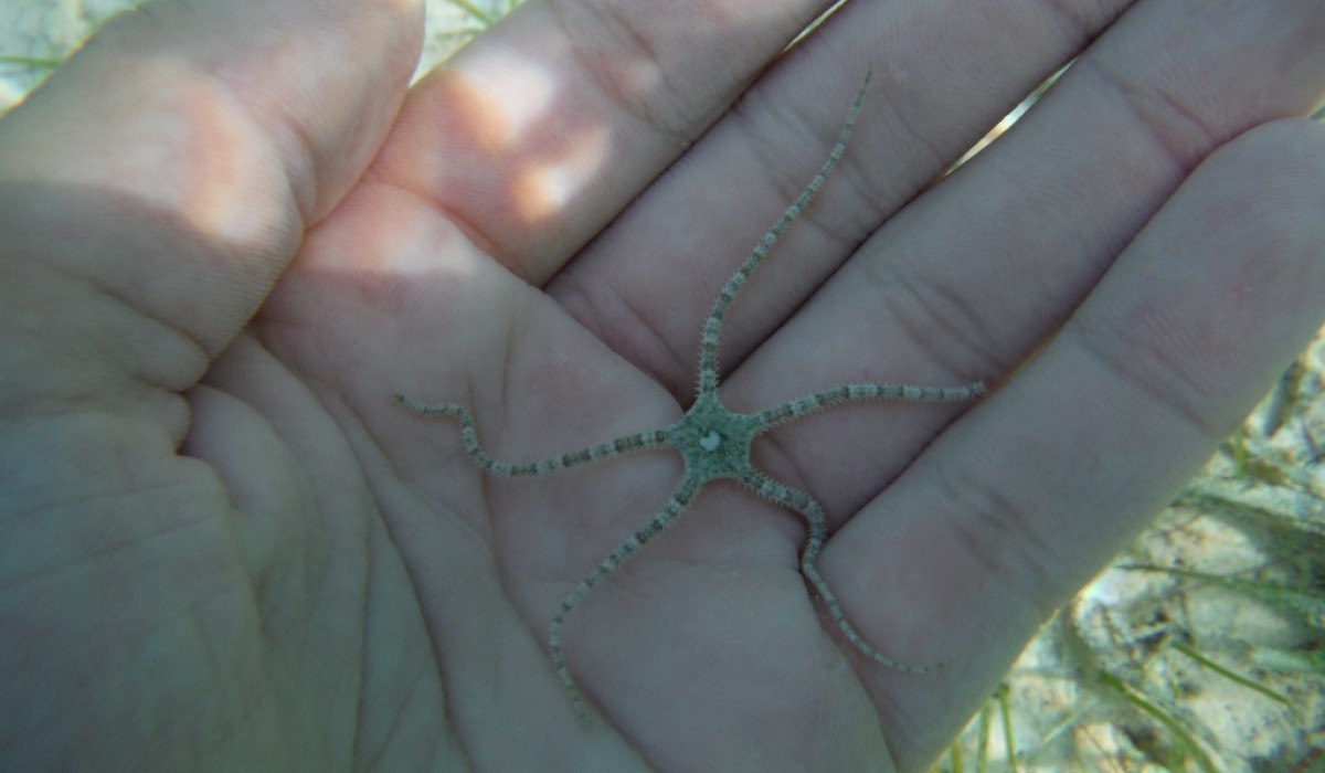 BrittleStar 