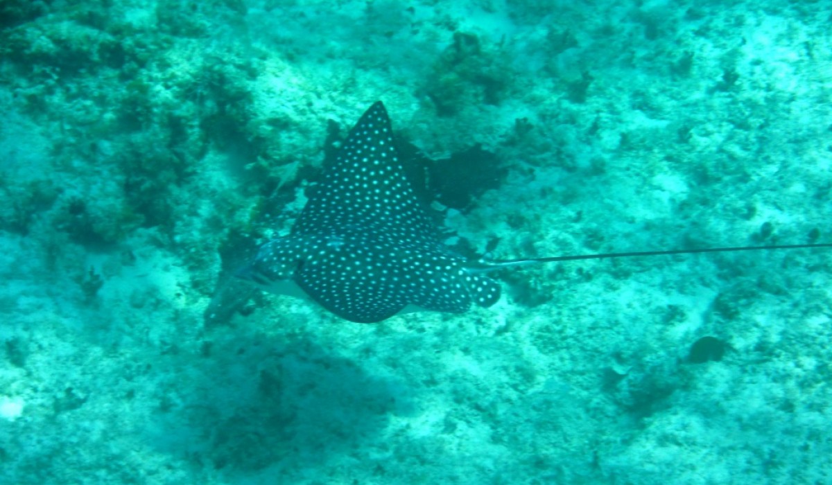 EagleRay 