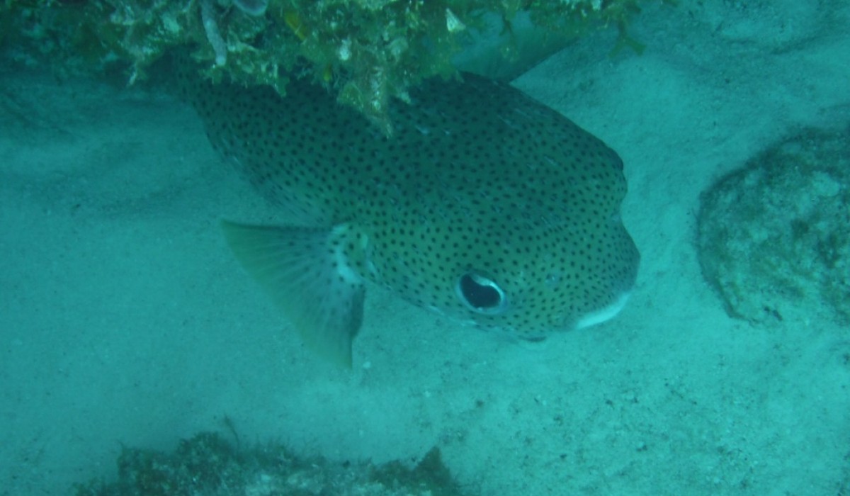 PorcupineFish 