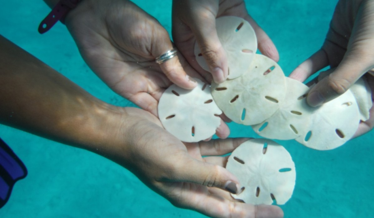 SandDollars 