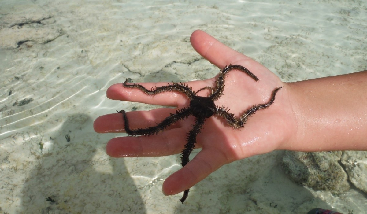 BrittleStar