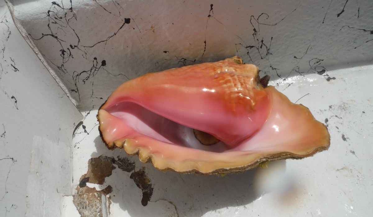 Conch