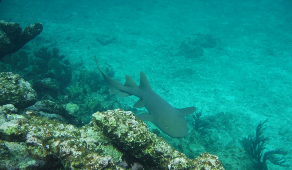 Nurse Shark