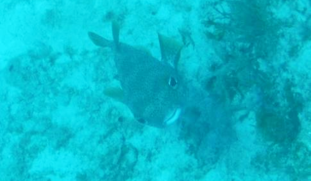 PorcupineFish