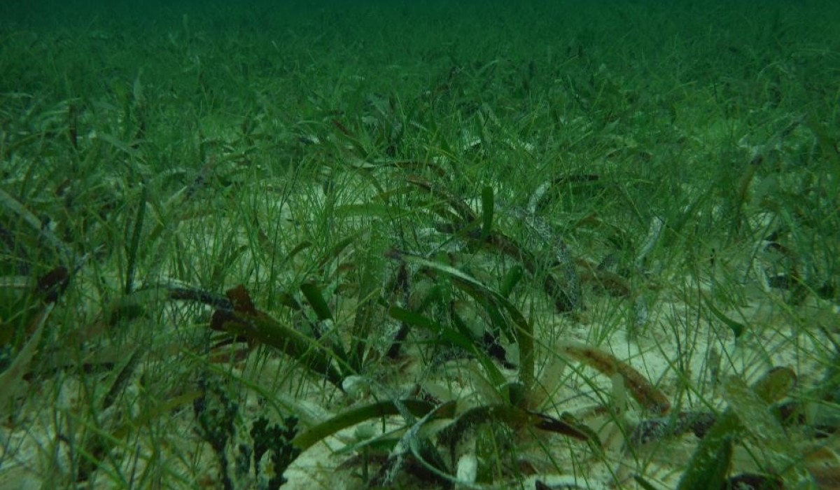 SeagrassAlgae