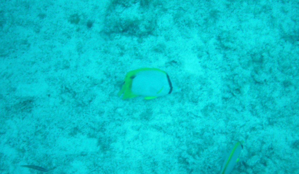 SpotfinButterflyfish