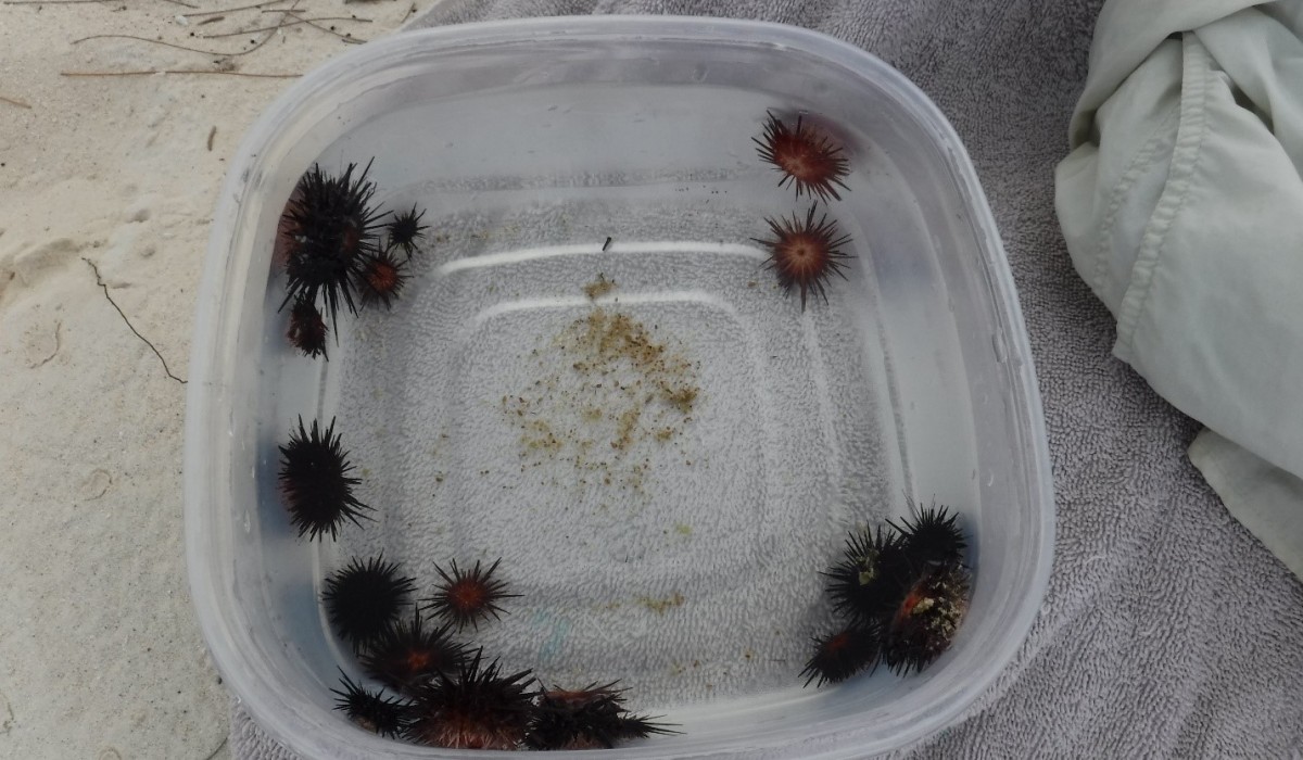 Urchins Tub