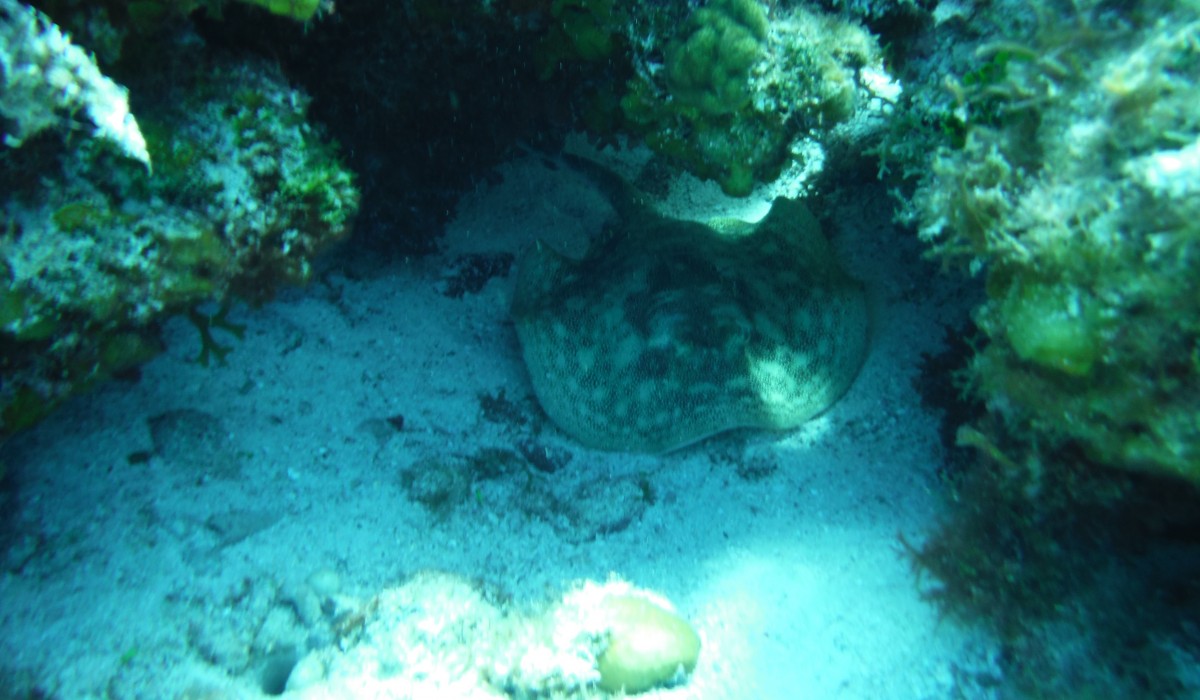 YellowStingray