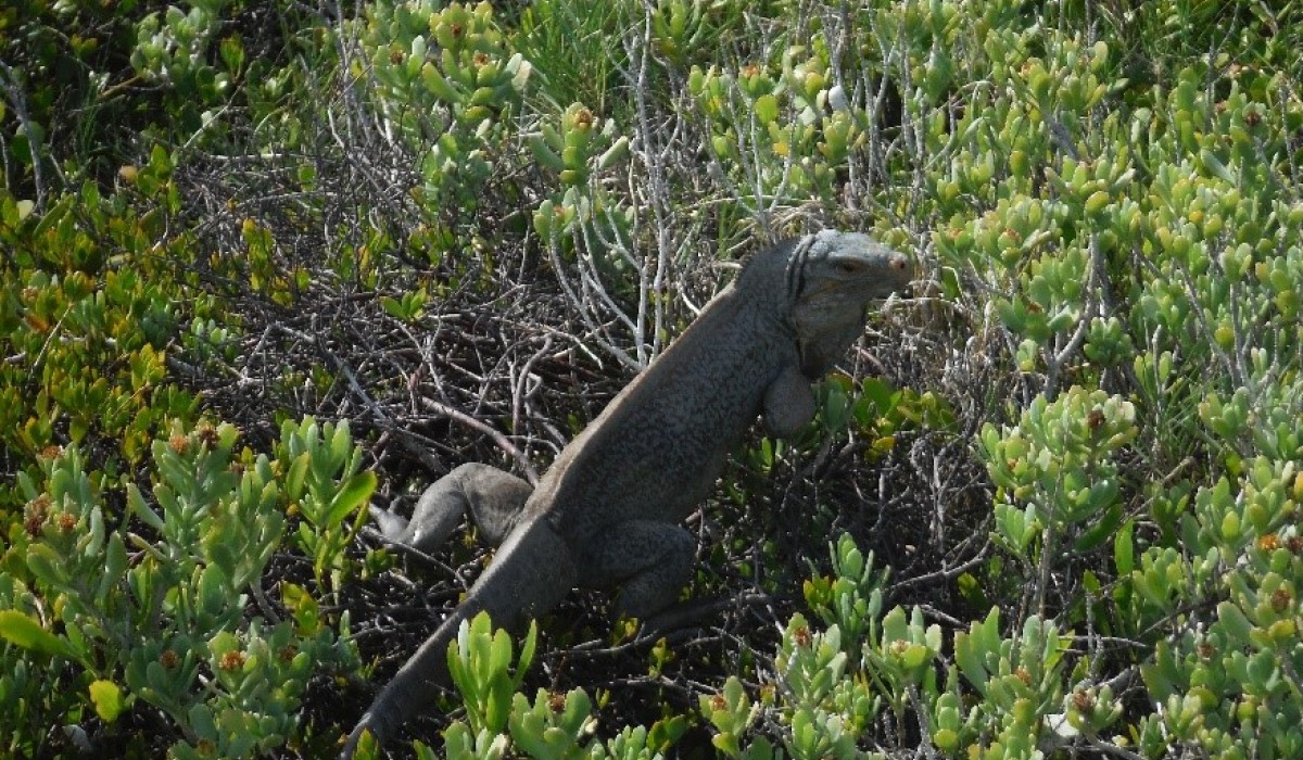 iguana