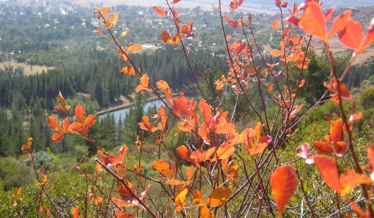 Colorful Leaves