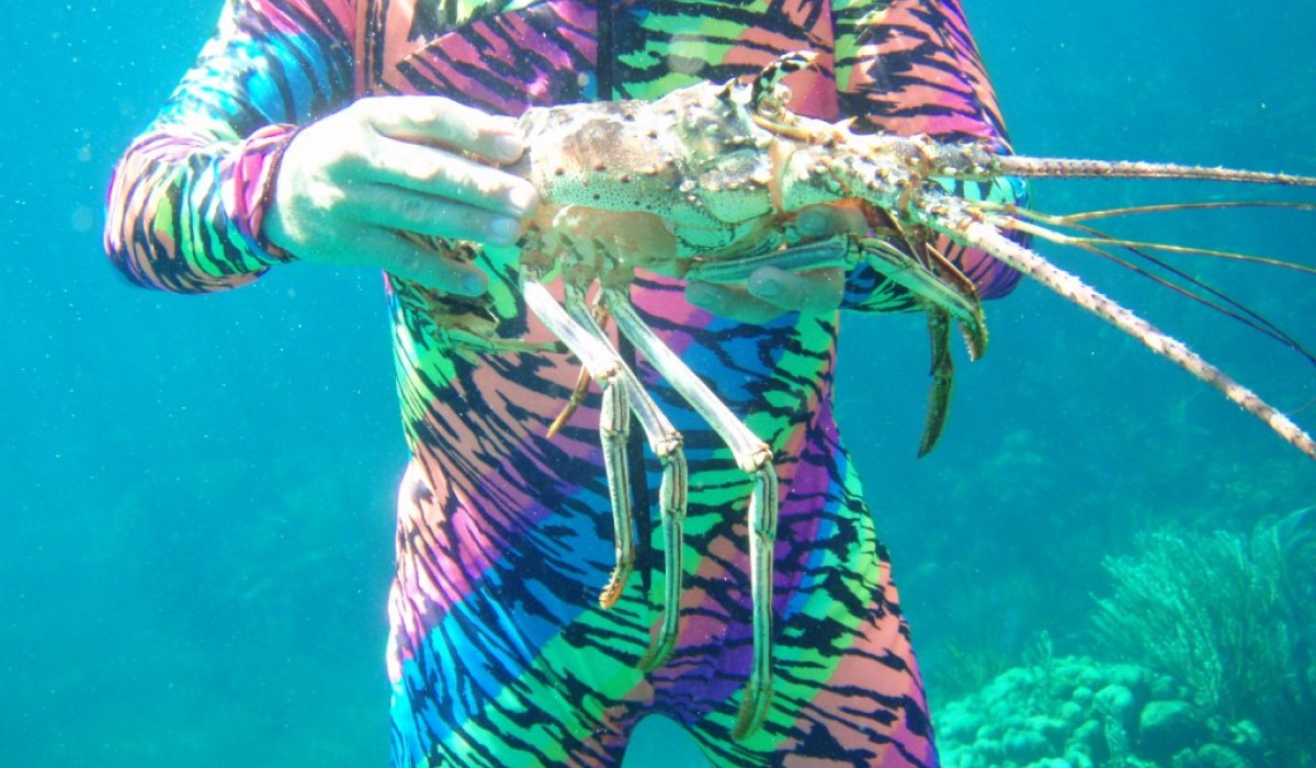 lobster bahamas 2010