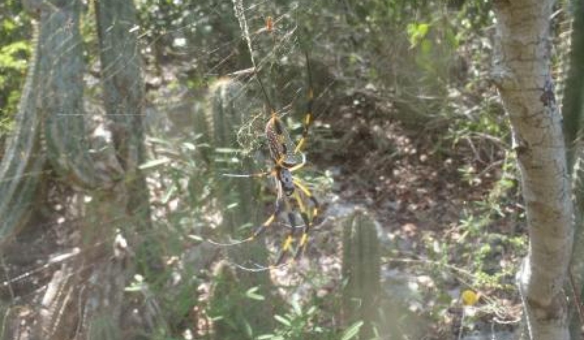 spider bahamhas 2012