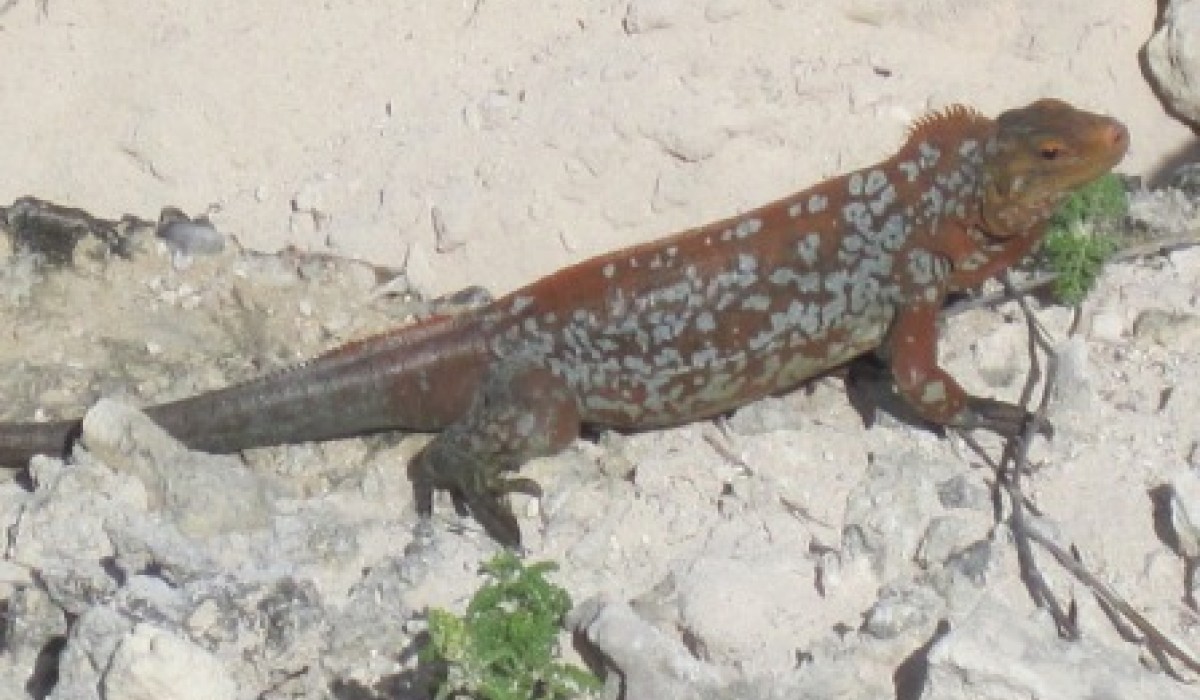 Iguana Bahamas 2012