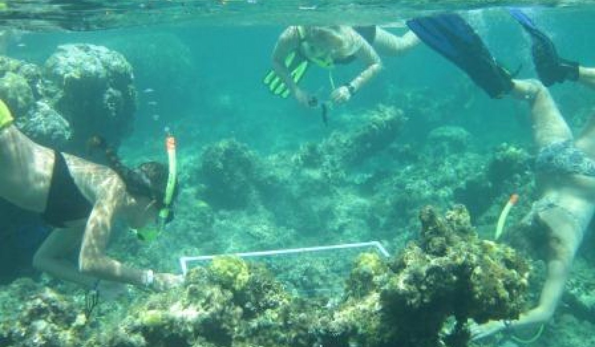 Coral Group Bahamas 2012