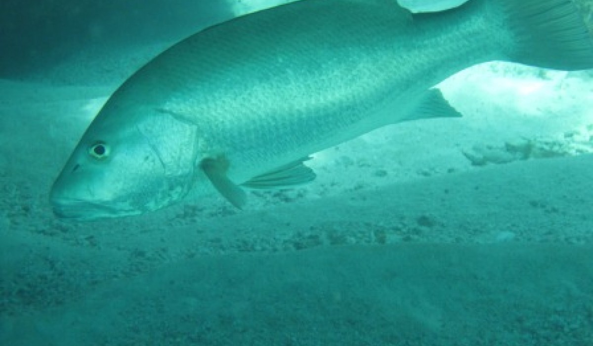 dog snapper bahamas 2012
