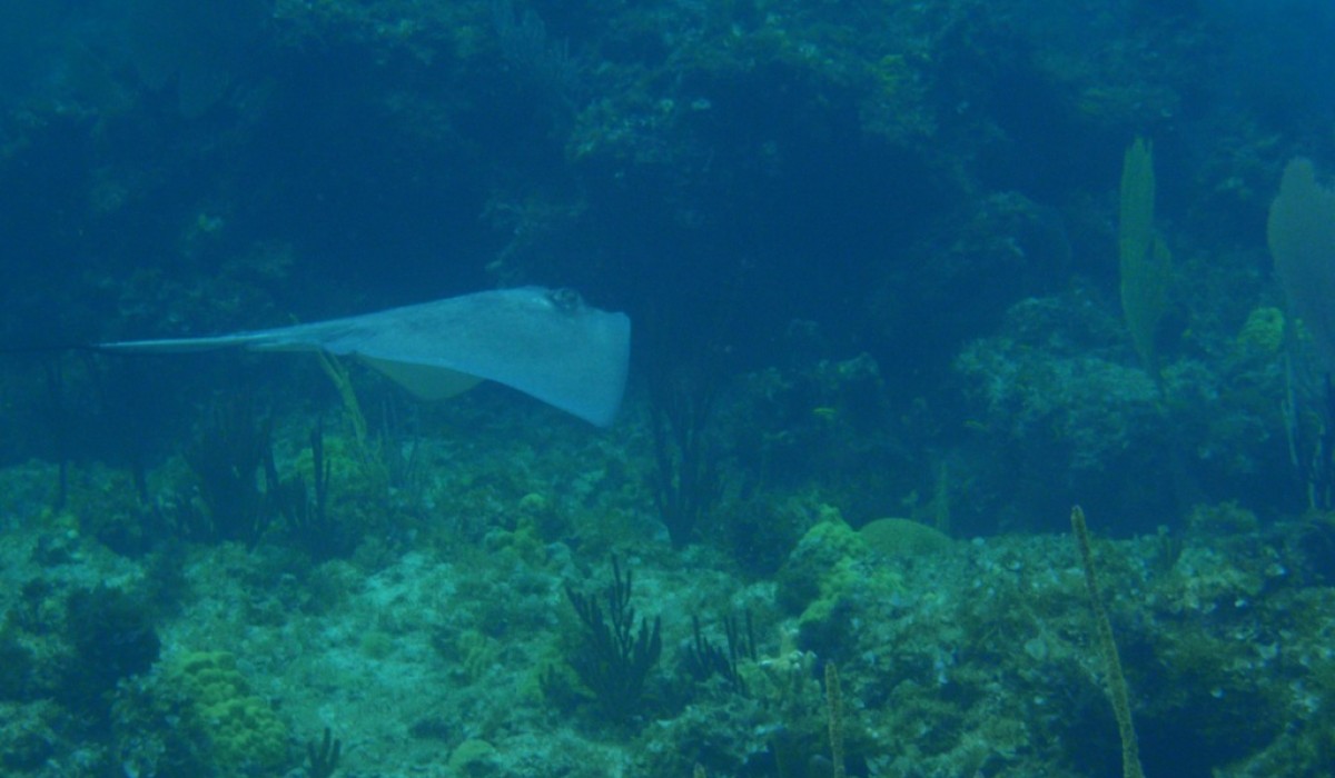 stingray bahamas 2010