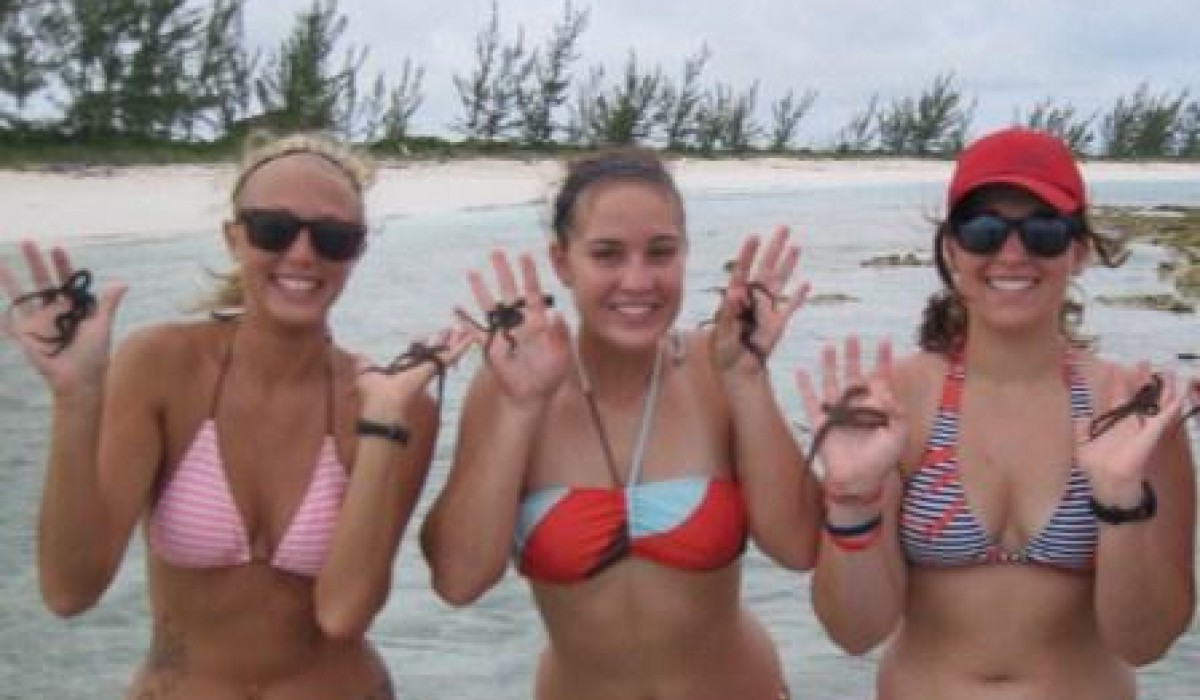 Brittle stars Bahamas 2012