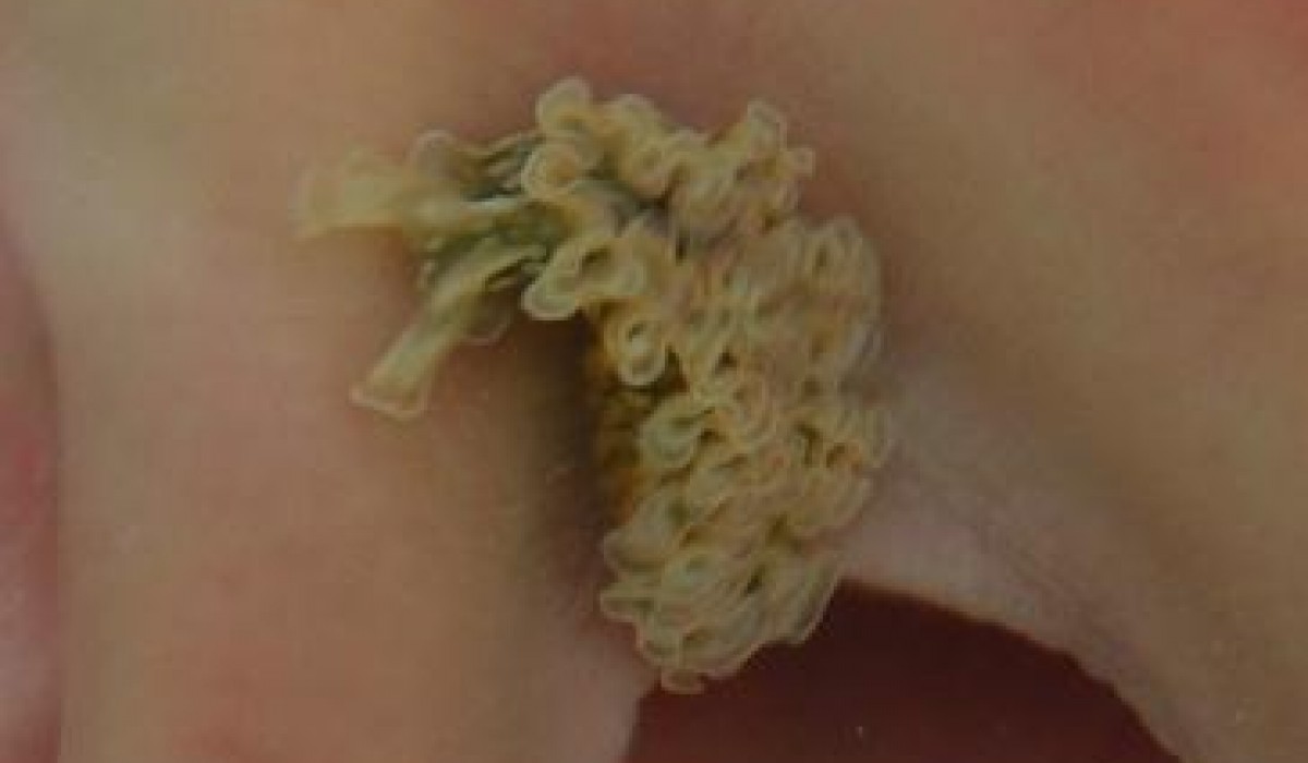 Sea Slug Bahamas 2012