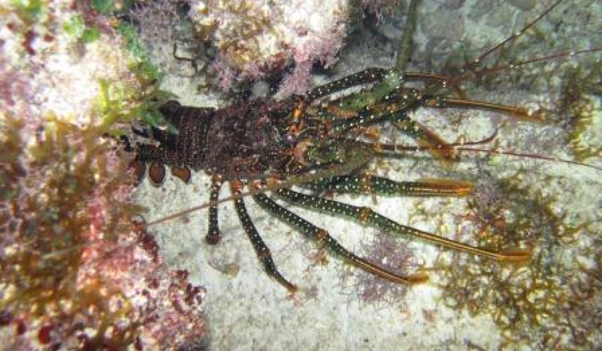 Lobster Bahamas 2012