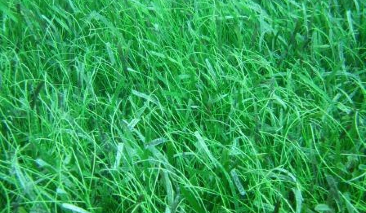 Sea Grass Bahamas 2012