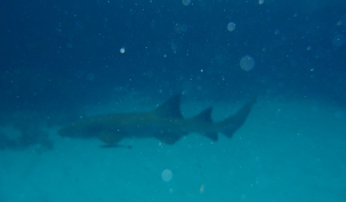Nurse Shark Bahamas 2010