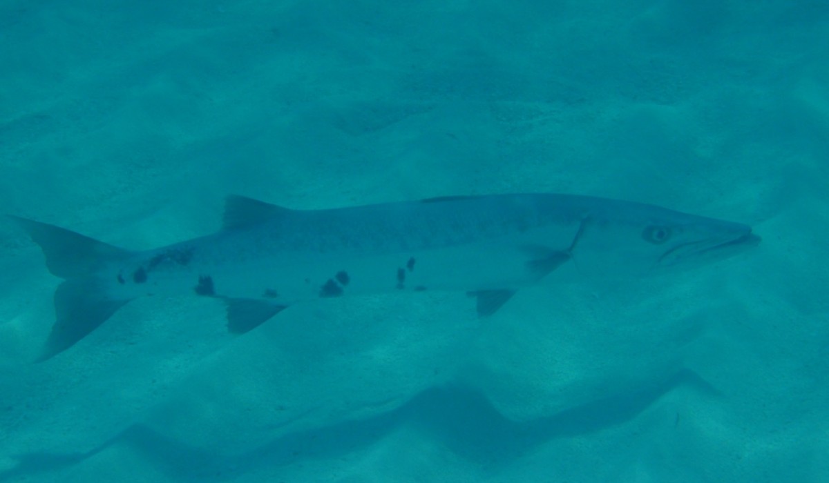 great barracude bahamas 2010